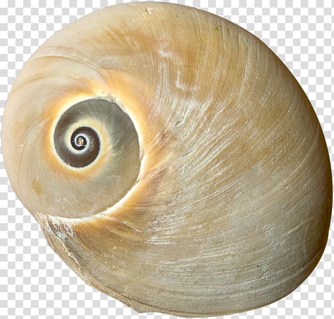 Sea snail Seashell Conchology Mollusc shell , seashell transparent background PNG clipart