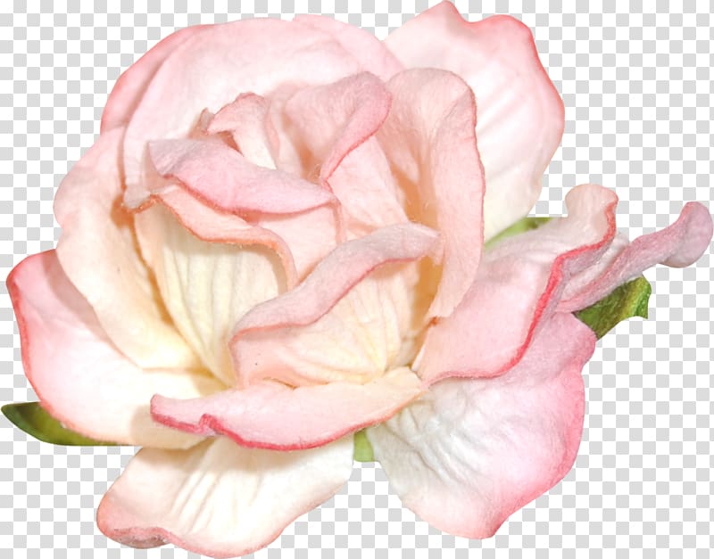 Garden roses Blog Floral design , others transparent background PNG clipart