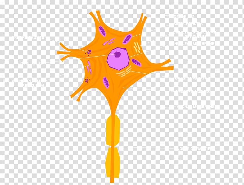 Mirror neuron Cell Nervous system Nerve, others transparent background PNG clipart