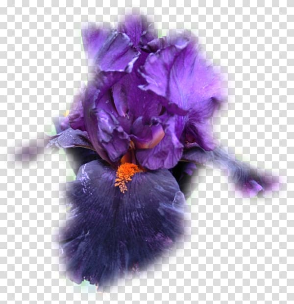 Violet Petal Family Violaceae, violet transparent background PNG clipart