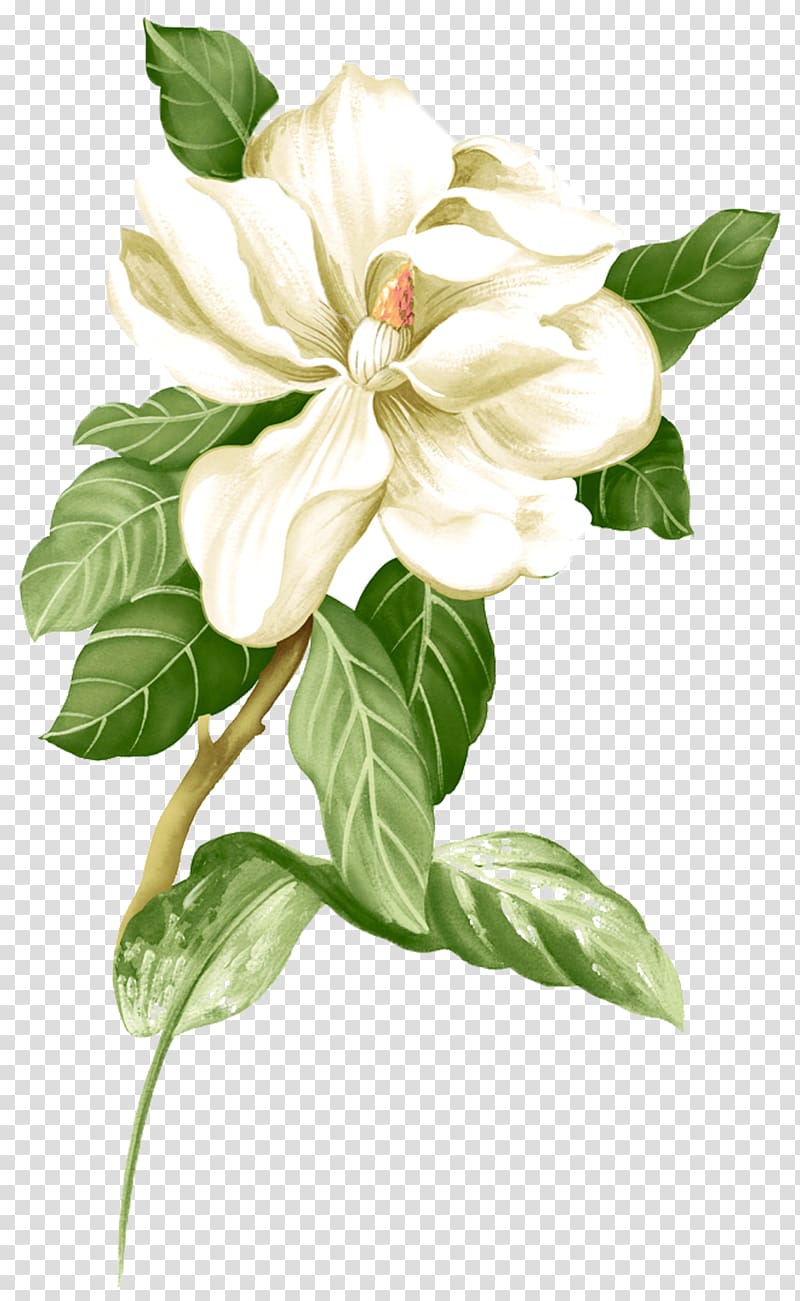 Painted white jasmine material, white Magnolia flower illustration transparent background PNG clipart