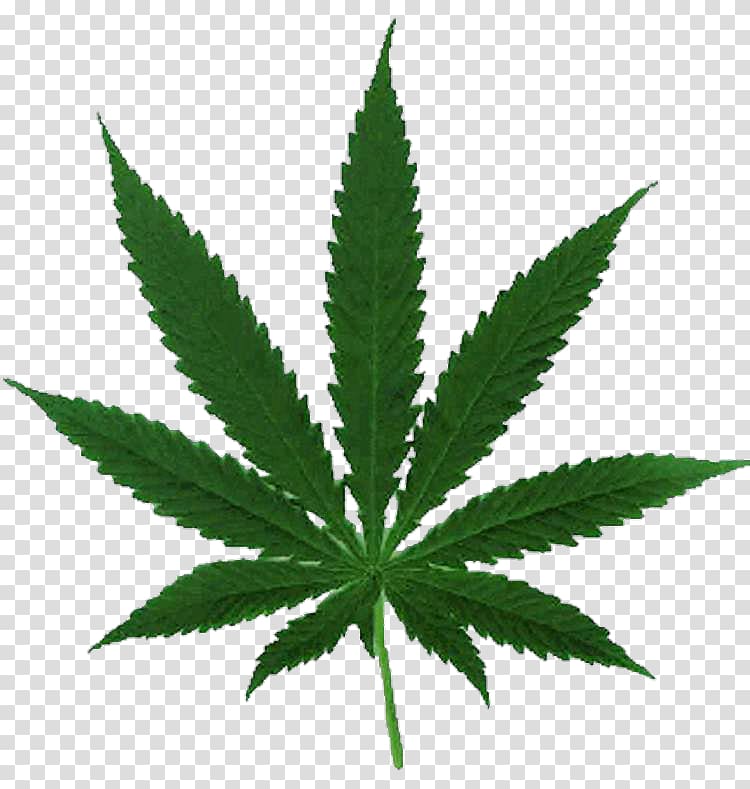 Cannabis ruderalis Cannabis sativa Hemp Legalization, cannabis transparent background PNG clipart