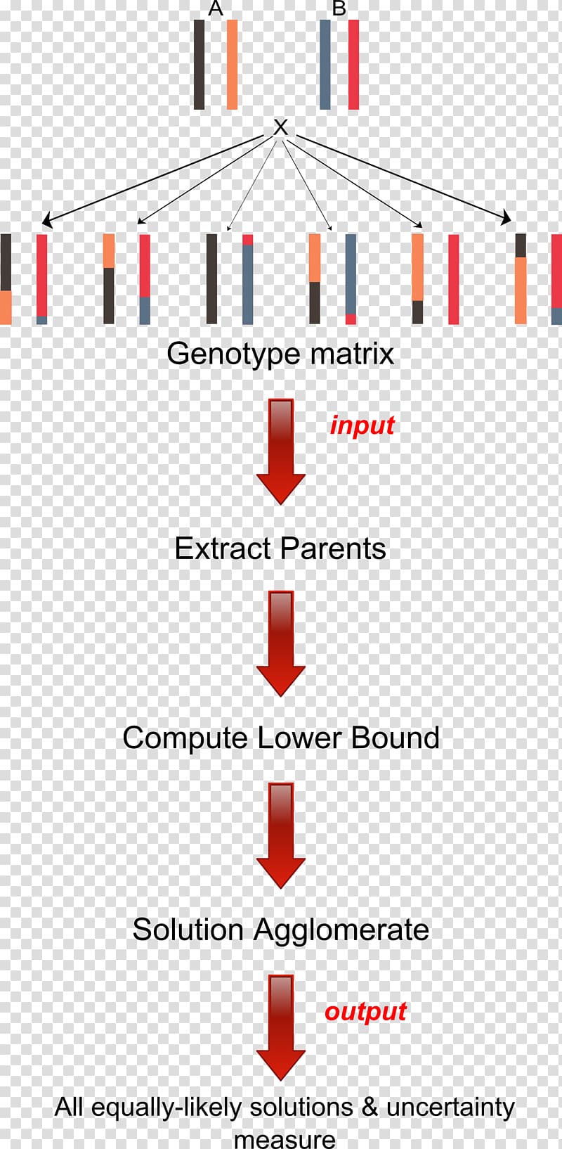 Haplotype Genotype Genetics Allele, others transparent background PNG clipart