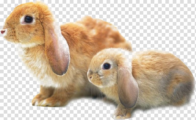 Holland Lop Angora rabbit Harlequin rabbit Rex rabbit Cruelty-free, Two yellow bunny transparent background PNG clipart