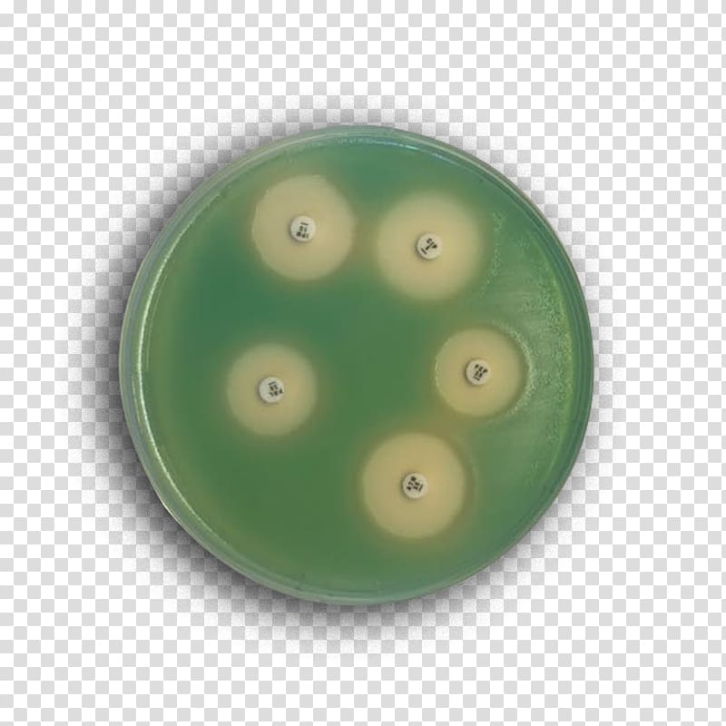 Mueller-Hinton agar Mannitol salt agar Agar plate Microbiology, blood transparent background PNG clipart