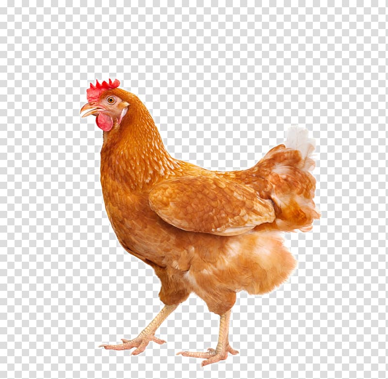 lovely hen transparent background PNG clipart