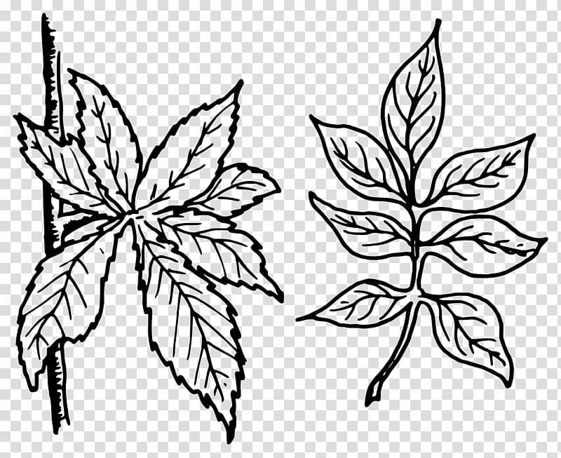 Pinnation Leaf Petiole , big leaves transparent background PNG clipart