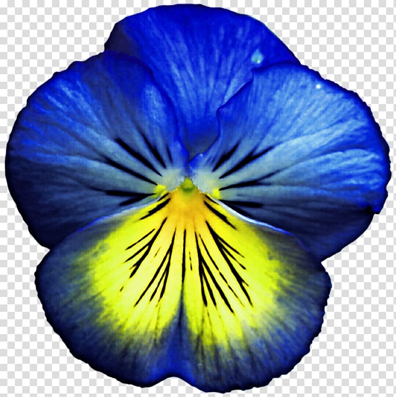 Pansy Flower Violet Blue Yellow, pansy transparent background PNG clipart