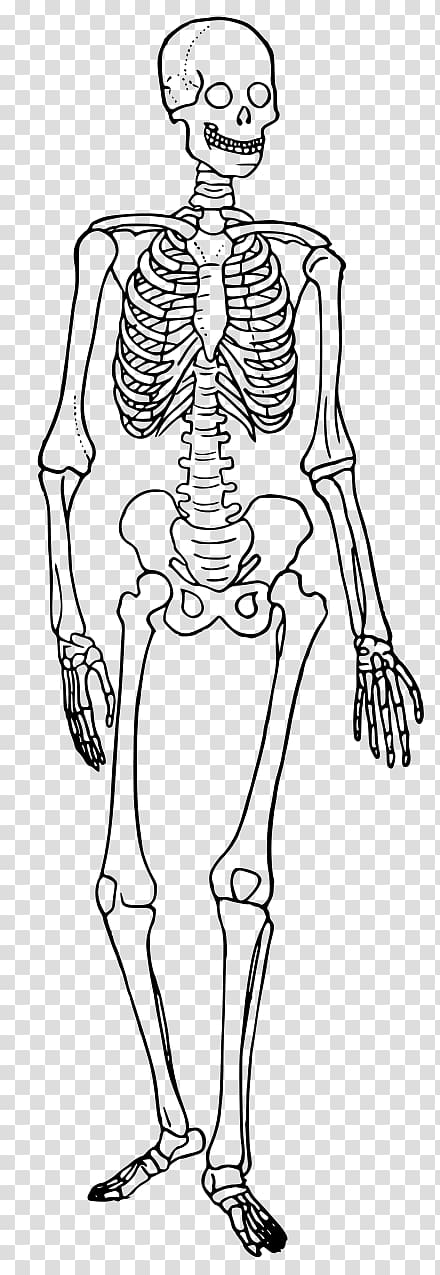 Human skeleton Human body Diagram Bone, Skeleton transparent background PNG clipart