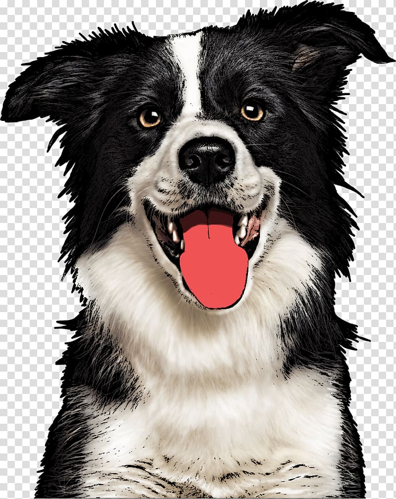 Border Collie Rough Collie Beagle Dog breed Pet, jiffy pop dog transparent background PNG clipart