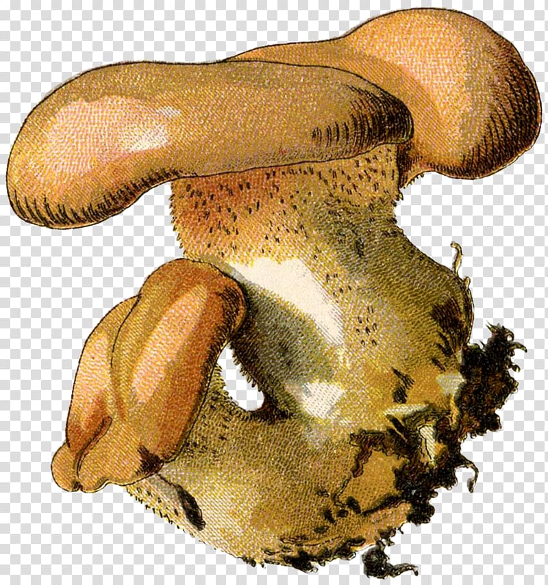 Pleurotus eryngii Oyster Mushroom Russula integra Shiitake Common mushroom, mushroom transparent background PNG clipart
