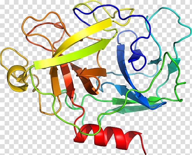 MST1 Structure Kringle domain Gene Hepatocyte growth factor, others transparent background PNG clipart