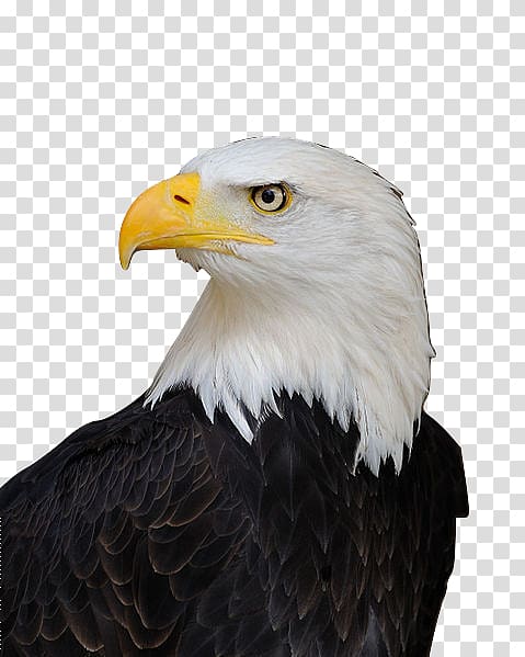 Bald eagle Bird White-tailed eagle New World warblers, Bird transparent background PNG clipart