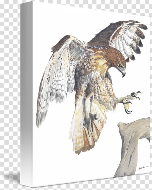 Eagle Red-tailed hawk Drawing Art, eagle transparent background PNG clipart