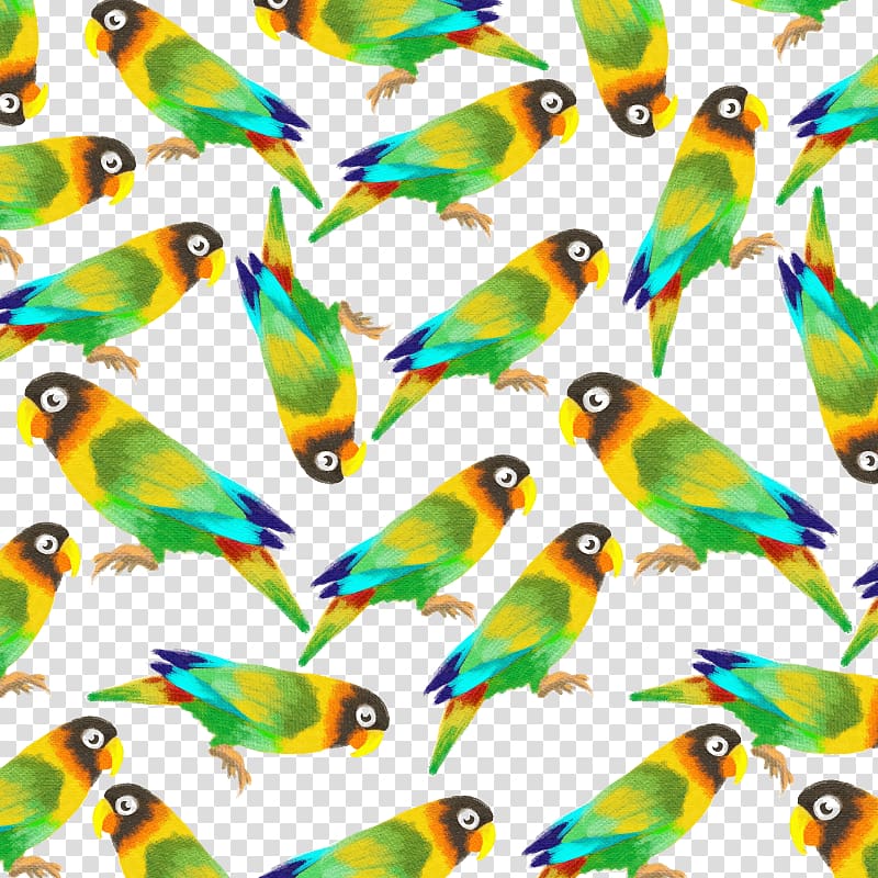 Budgerigar Amazon parrot Lovebird, Parrot transparent background PNG clipart