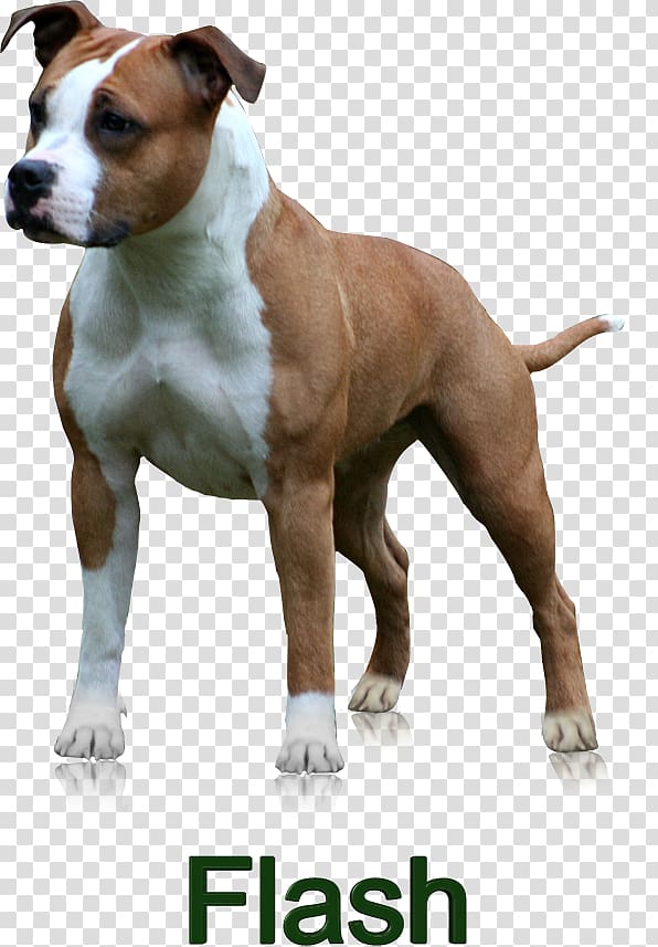 Dog breed American Staffordshire Terrier Bull and Terrier American Pit Bull Terrier, American Staffordshire Terrier transparent background PNG clipart