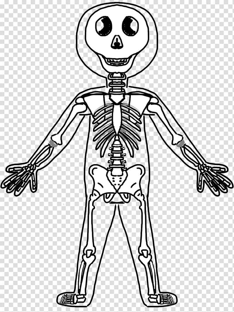 Human skeleton Human body Bone , Skeleton For Kids transparent background PNG clipart