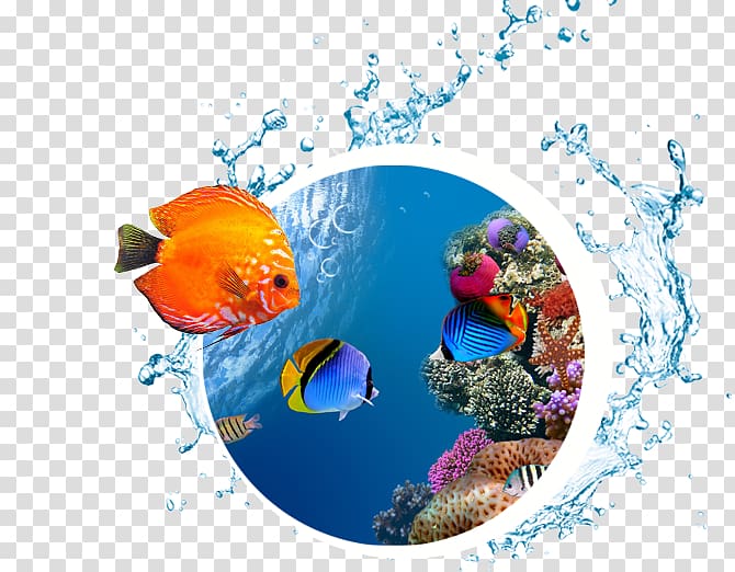 Desktop Sea High-definition television Underwater Coral reef, sea transparent background PNG clipart