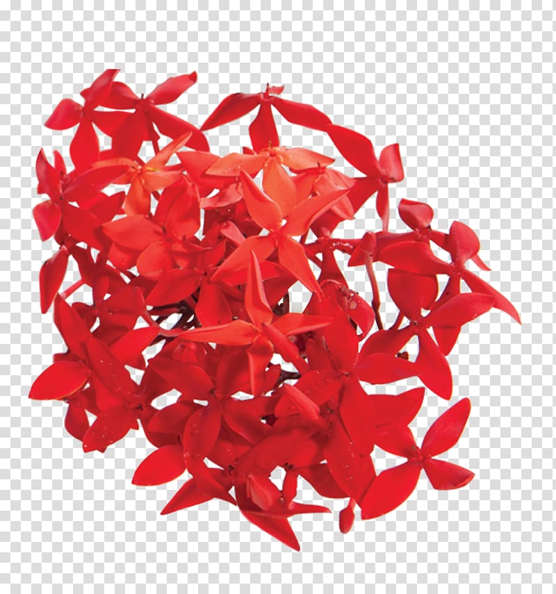 Ixora coccinea Red Flower Petal Art, Chamomilla Recutita Flower Extract transparent background PNG clipart