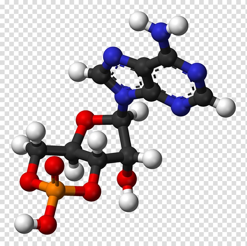 Cyclic adenosine monophosphate Ball-and-stick model Adenosine diphosphate, slavic ball transparent background PNG clipart