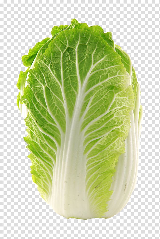 Napa cabbage Vegetable Chinese cabbage Glebionis coronaria Seed, Cabbage transparent background PNG clipart