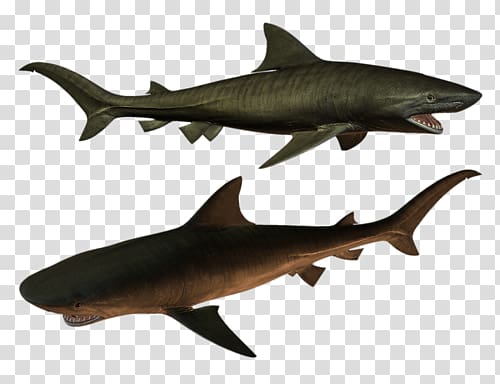 Tiger shark Squaliformes Requiem shark Fish Marine biology, fish transparent background PNG clipart