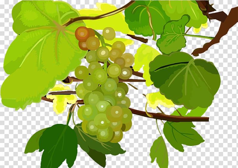 Grape Seedless fruit Food, grape transparent background PNG clipart