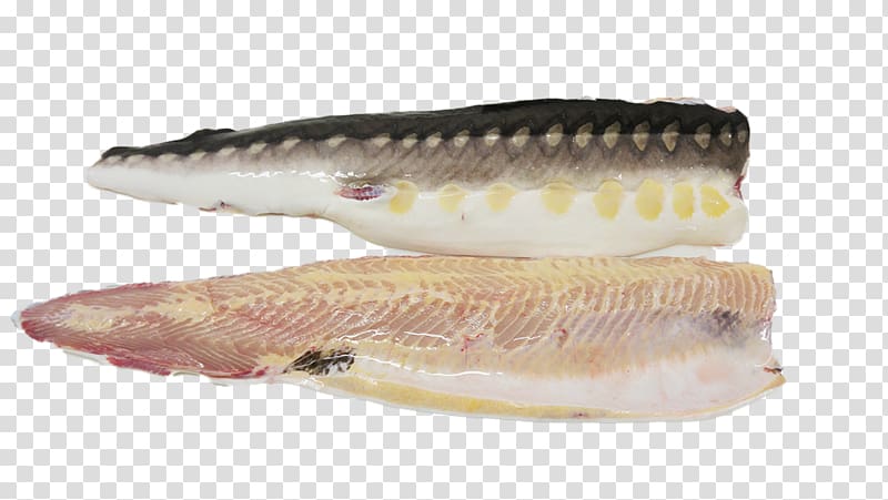 White sturgeon Shortnose sturgeon Acadian Sturgeon And Caviar Inc Fillet, others transparent background PNG clipart