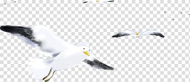 European Herring Gull Bird Gulls Sevastopol Feather, Bird transparent background PNG clipart