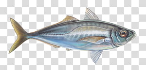 Thunnus Milkfish Fish products Blue runner Sardine, Giant Trevally  transparent background PNG clipart