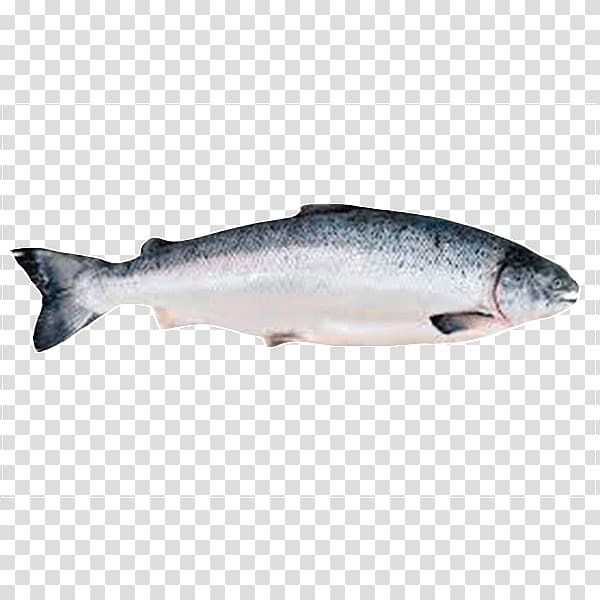 Salmon as food Fish Salmon as food Seafood, fish transparent background PNG clipart