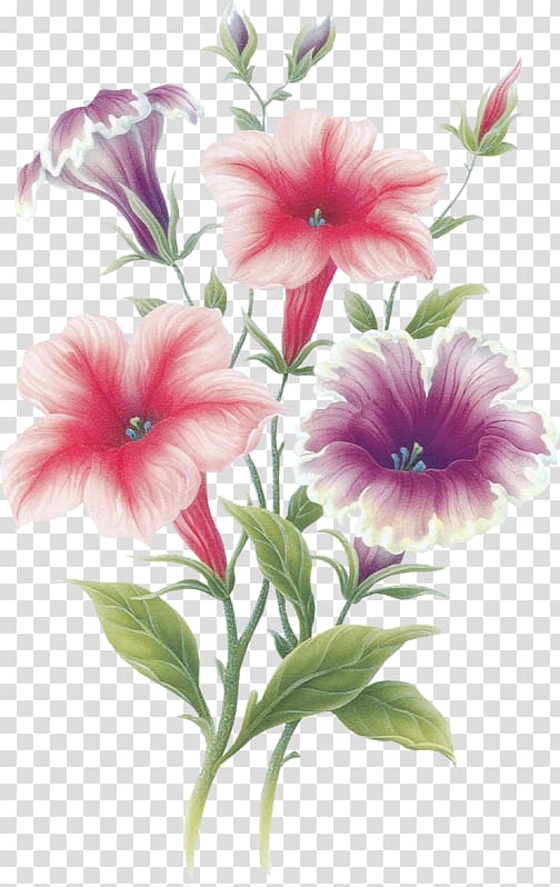 Flower August 22 Portable Network Graphics Painting Adobe shop, flower transparent background PNG clipart