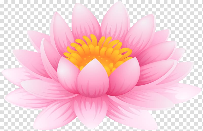 Nelumbo nucifera Nymphaea lotus Lilium , others transparent background PNG clipart