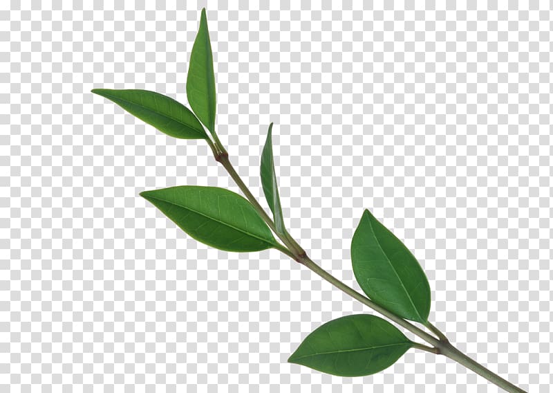 green leafed plant , Tree Leaf Computer file, Tea Tree branches transparent background PNG clipart