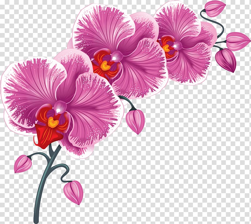 Flower Desktop , orchid transparent background PNG clipart