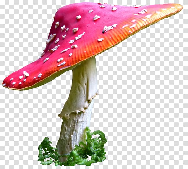 pink and white mushroom, Common mushroom Desktop , alice in wonderland transparent background PNG clipart