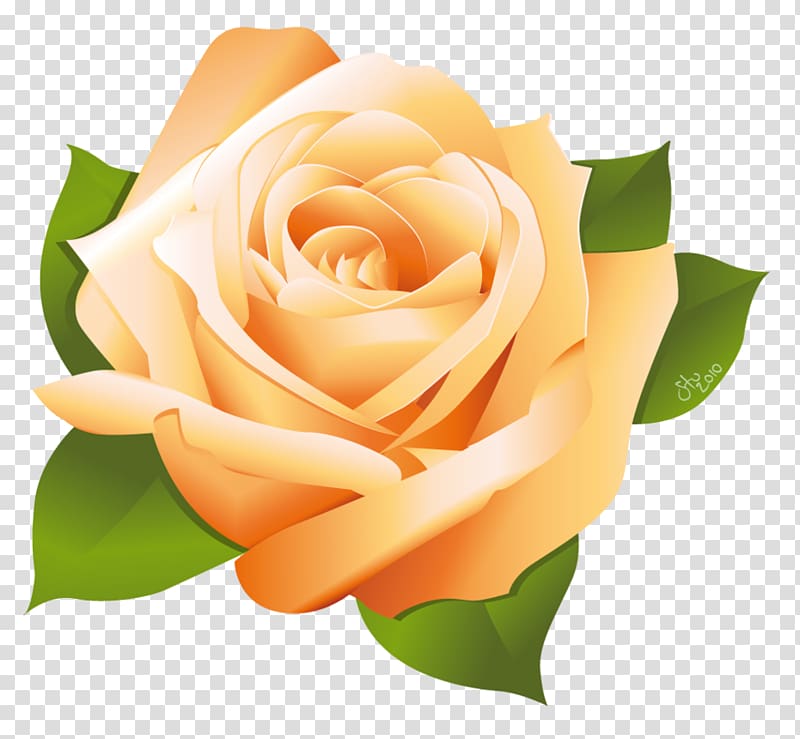 Rose , Rose transparent background PNG clipart | HiClipart