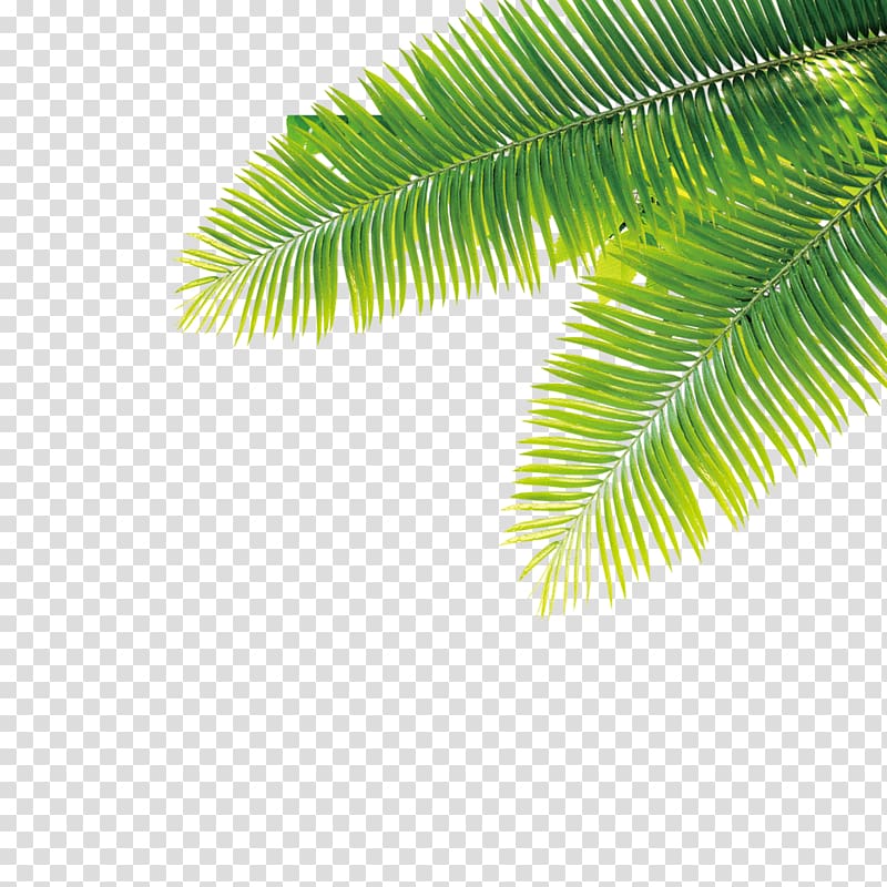 Free download | Tropics Plant Computer file, Tropical plant transparent ...
