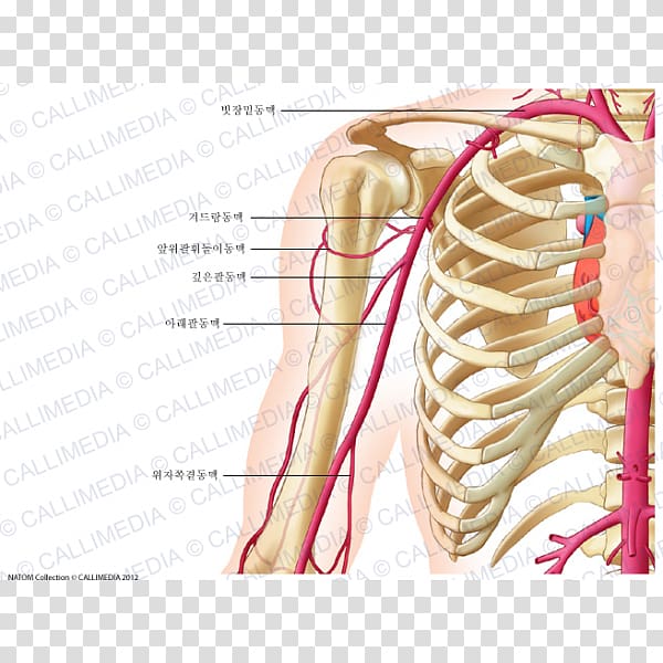 Anterior humeral circumflex artery Anatomy Coronal plane Posterior humeral circumflex artery, venas y arterias transparent background PNG clipart
