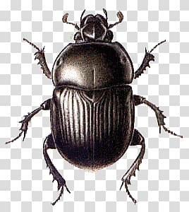 black dung beetle, Beetle Black Large transparent background PNG clipart