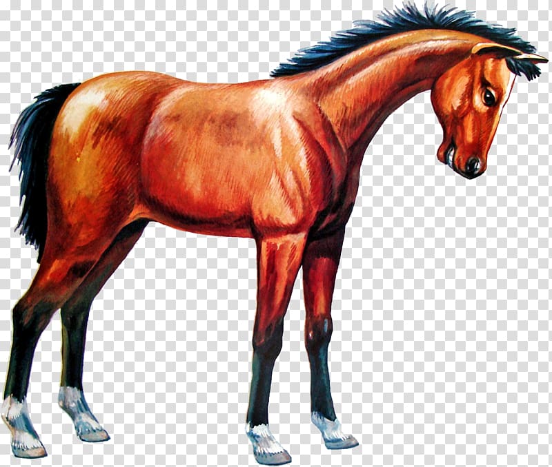 Akhal-Teke Horses Dog Domestic animal, horse transparent background PNG clipart
