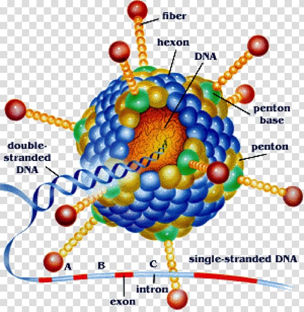 Adenoviridae Virus Viral Pharyngoconjunctival fever Infection, others transparent background PNG clipart