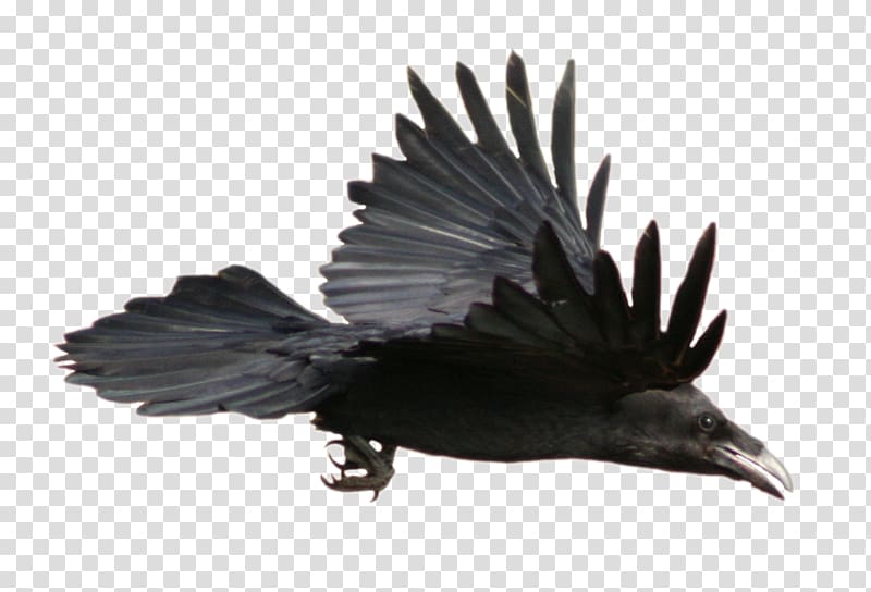 Common raven American crow , Flight Feather transparent background PNG clipart