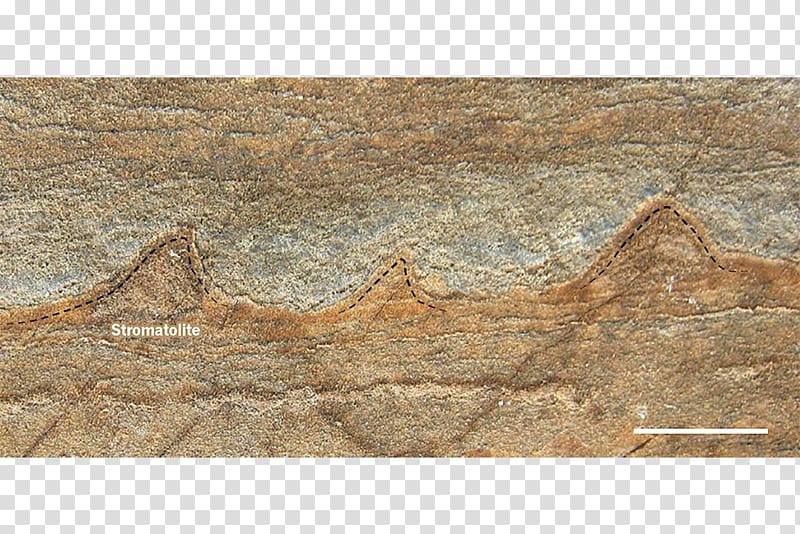 Earth Fossil Stromatolite Warrawoona Science, earth transparent background PNG clipart