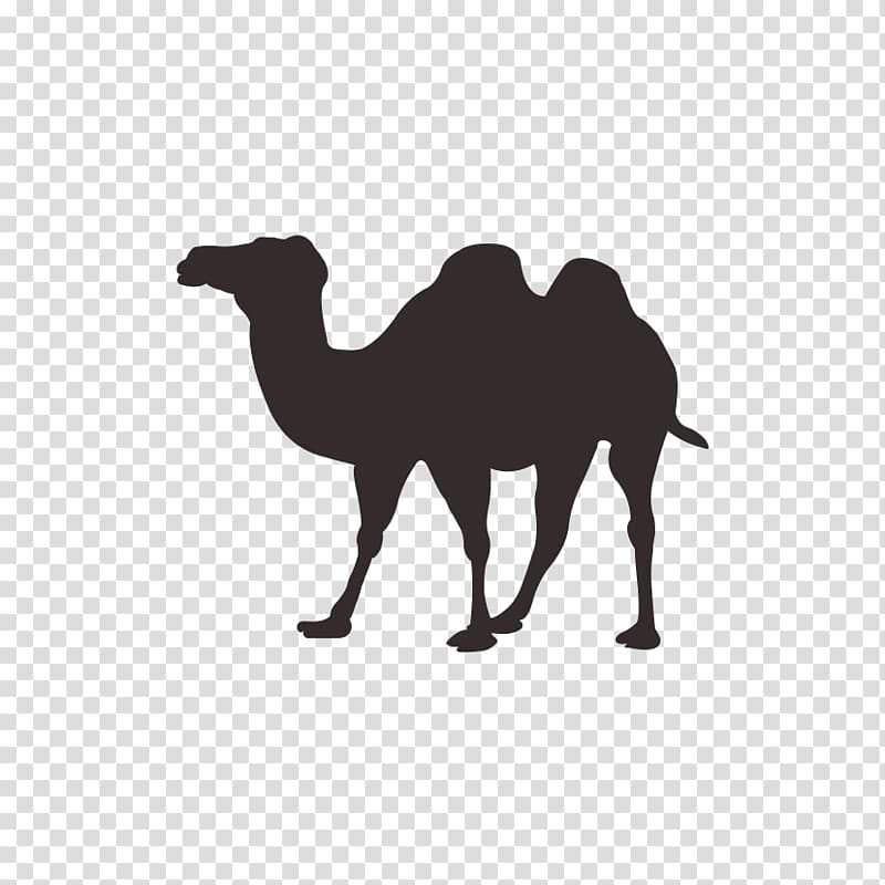 camel transparent background PNG clipart