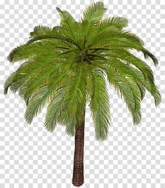 Asian palmyra palm Arecaceae Date palm Attalea speciosa Phoenix canariensis, date palm transparent background PNG clipart