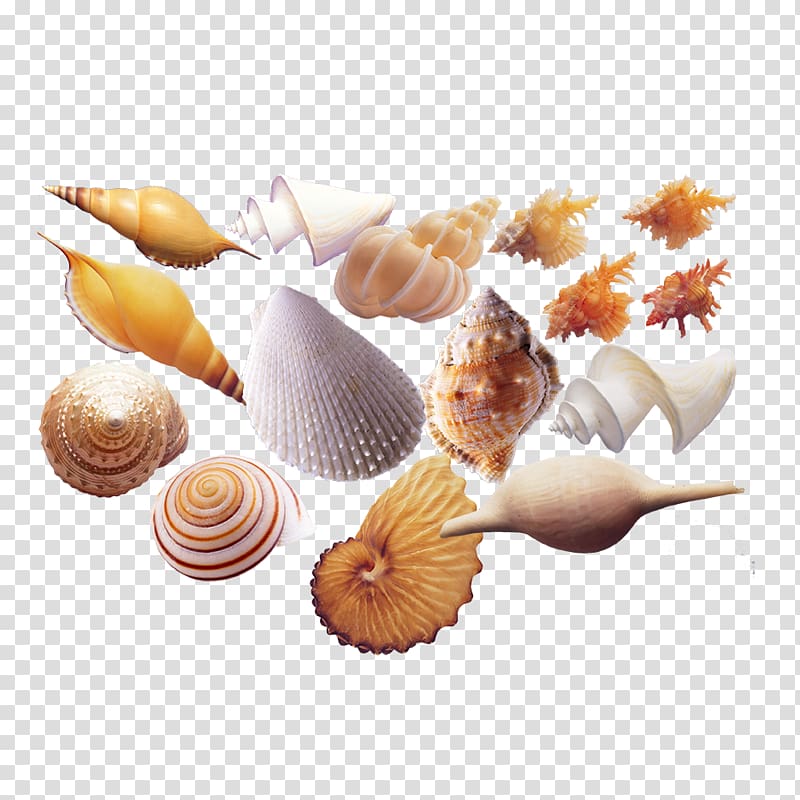 Seafood Sea snail Shellfish Seashell, conch transparent background PNG clipart