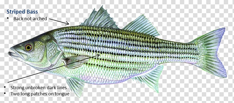 Fish products Barramundi Perch Oily fish, fish transparent background PNG clipart