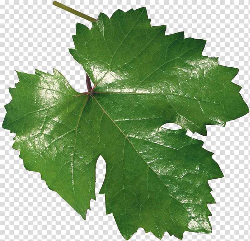 Common Grape Vine Leaf Grape leaves, Leaf transparent background PNG clipart