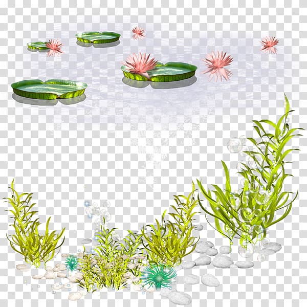 Algae Seaweed , sea transparent background PNG clipart